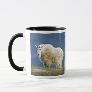 Kanada, Alberta, Jasper-Nationalpark, Tasse