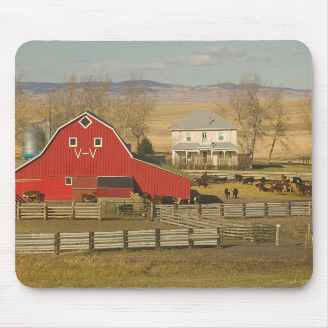Kanada, Alberta, Pincher Creek: Rotbarsch und Ranc Mousepad (Vorne)