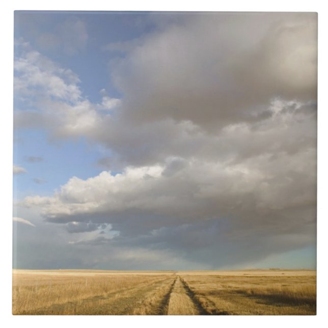 Kanada, Alberta, Stand Off: Landschaft mit Fliese (Vorderseite)