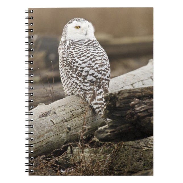 Kanada, Boundary Bay, Snowy Owl Notizblock (Vorderseite)