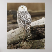 Kanada, Boundary Bay, Snowy Owl