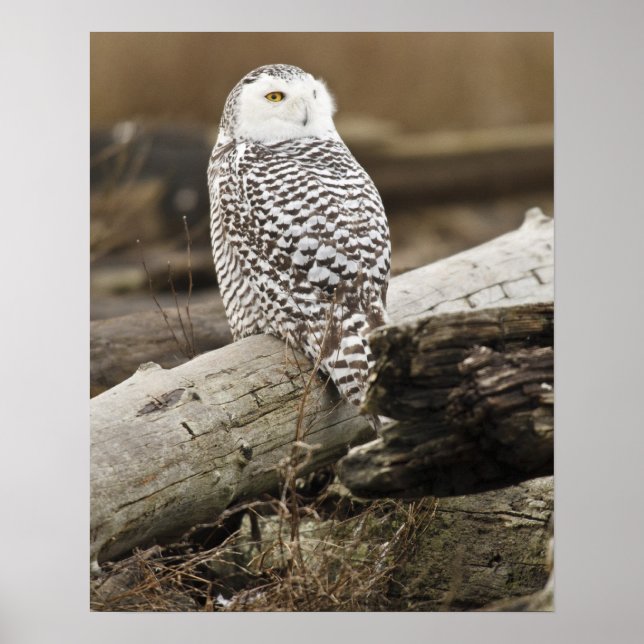 Kanada, Boundary Bay, Snowy Owl Poster (Vorne)