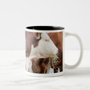 Kanada, Britisch-Columbia, Pemberton Zweifarbige Tasse