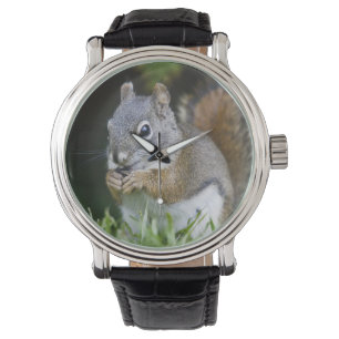 Kanada, Britische Kolumbien, Roter Eichhörnchen Armbanduhr