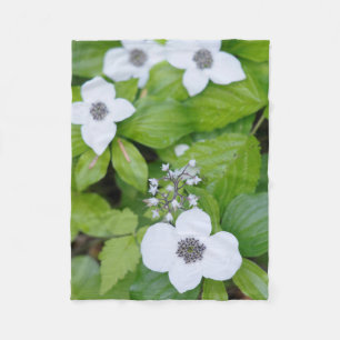 Kanada, British Columbia. Dogwood Fleecedecke