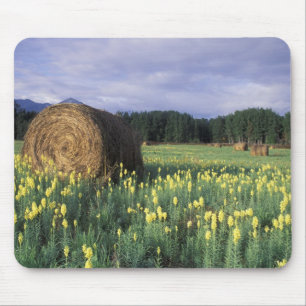 Kanada, British Columbia, Kitwanga. Gelb Mousepad