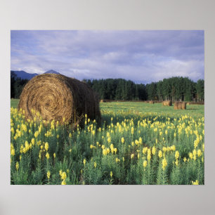 Kanada, British Columbia, Kitwanga. Gelb Poster