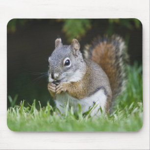 Kanada, British Columbia, Rotes Eichhörnchen Pine Mousepad