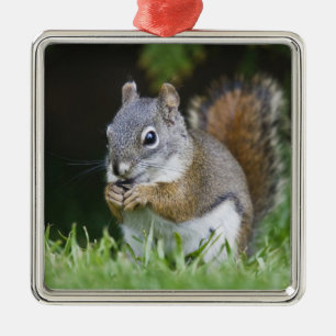 Kanada, British Columbia, Rotes Eichhörnchen Pine Silbernes Ornament