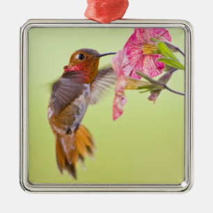 Kanada, British Columbia, Rubinkehlkolibri Silbernes Ornament