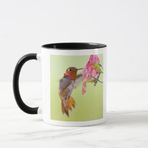 Kanada, British Columbia, Rubinkehlkolibri Tasse