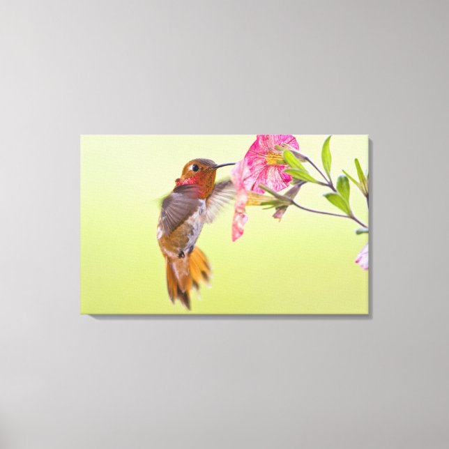 Kanada, British Columbia, Rufous Hummingbird Leinwanddruck (Vorderseite)