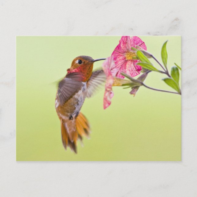 Kanada, British Columbia, Rufous Hummingbird Postkarte (Vorderseite)