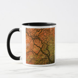 KANADA, British Columbia, Victoria. Herbst 2 Tasse