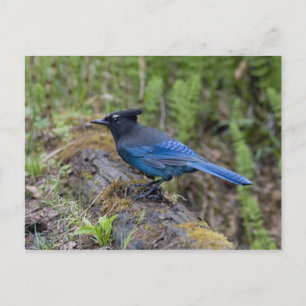Kanada: British Columbia, Yoho NP, Diademhäher, Postkarte