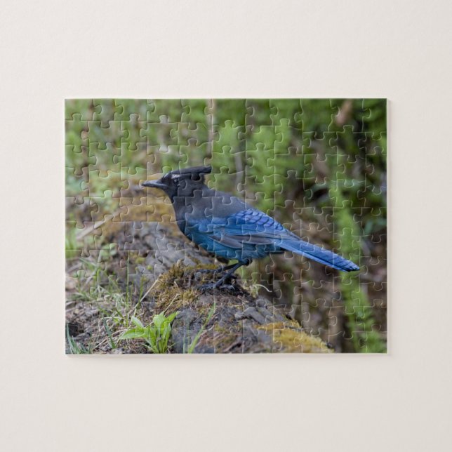 Kanada: British Columbia, Yoho NP, Stellar Jay, (Horizontal)