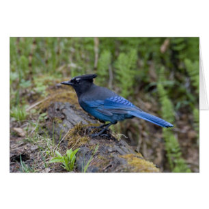 Kanada: British Columbia, Yoho NP, Stellar Jay,