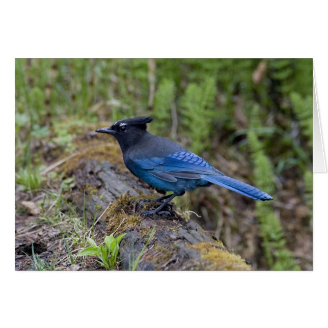 Kanada: British Columbia, Yoho NP, Stellar Jay, (Vorderseite (Horizontal))