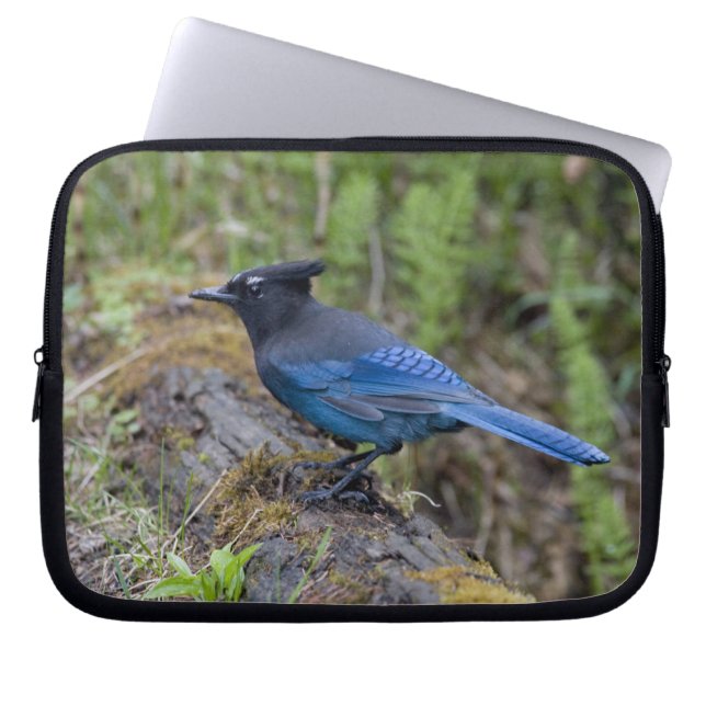 Kanada: British Columbia, Yoho NP, Stellar Jay, Laptopschutzhülle (Vorderseite)