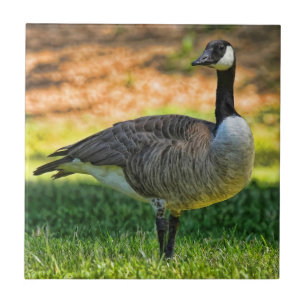 KANADA-GANS AUF DEM GRAS FLIESE