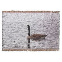 Kanada Gänse am See