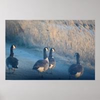 Kanada Gänse am Zufluchtposter