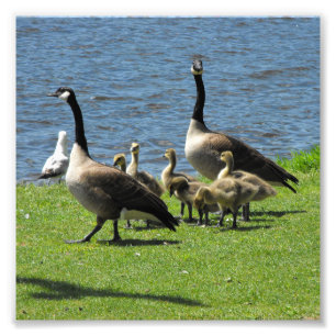 Kanada-Gänse auf dem Gras durch das Wasser Fotodruck