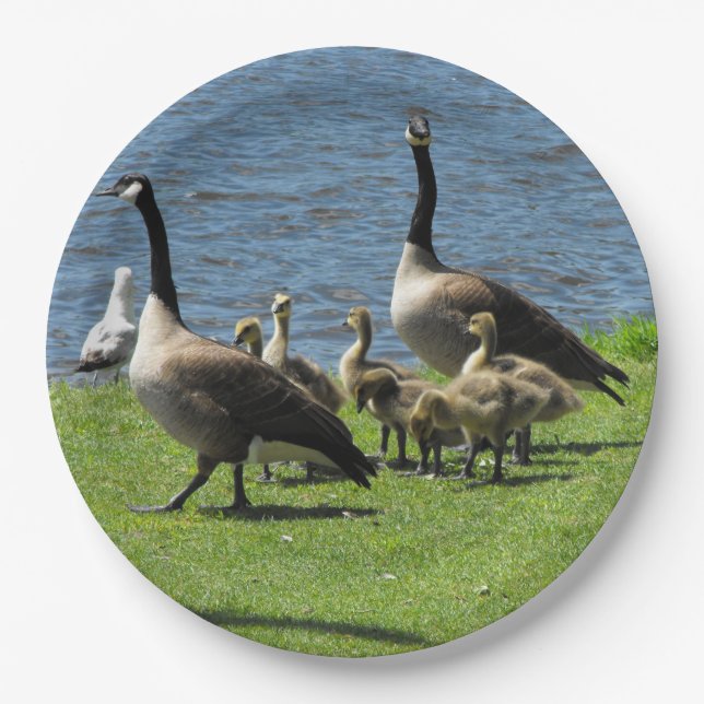Kanada-Gänse auf dem Gras durch den Pappteller (Vorderseite)