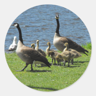 Kanada-Gänse auf dem Gras durch den Runder Aufkleber