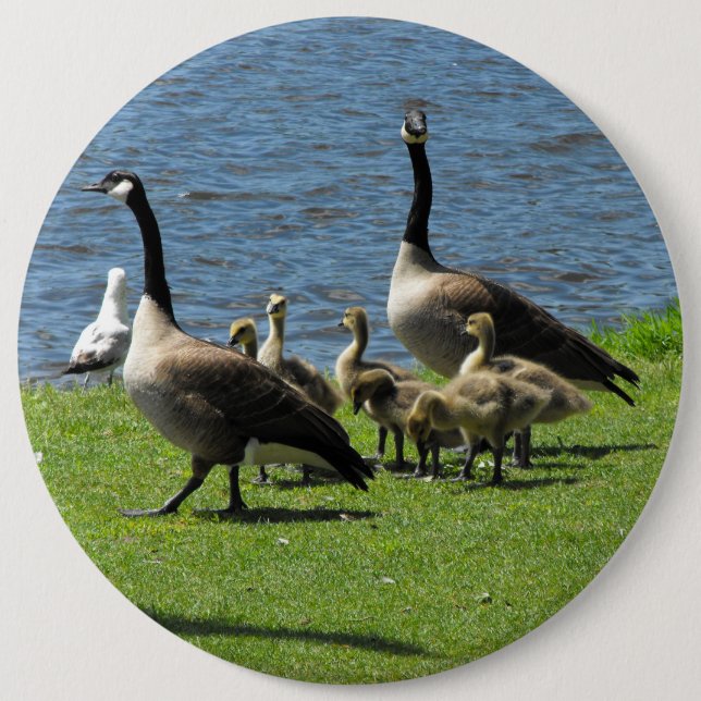 Kanada-Gänse auf dem Gras durch den Wasser-Knopf Button (Vorderseite)