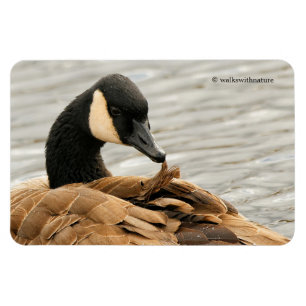 Kanada Gänse auf dem See Magnet