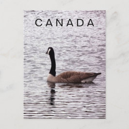 Kanada Gänse auf der Postkarte
