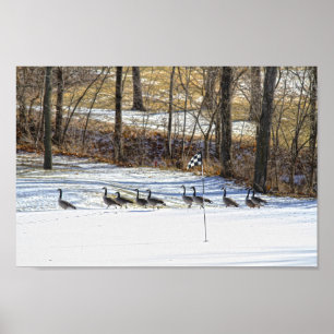 Kanada Gänse auf einem schneebedeckten Golfplatz Poster