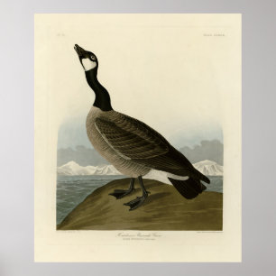 Kanada Gänse aus Audubons Vögeln von Amerika Poster