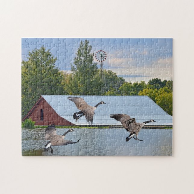 Kanada-Gänse, die auf dem Teich landen (Horizontal)