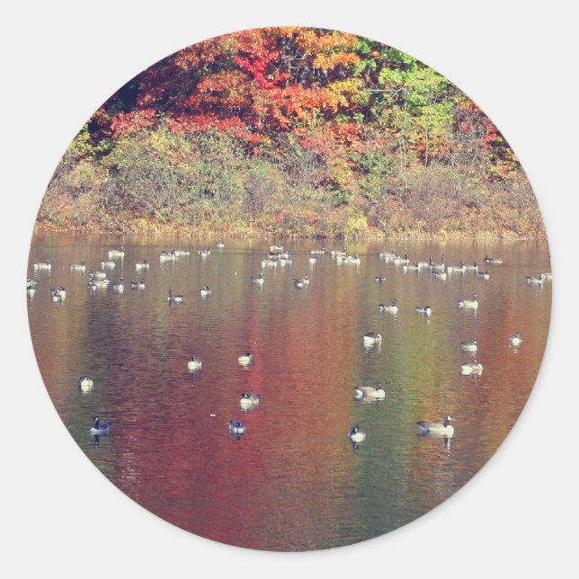 Kanada Gänse im Herbst  Runder Aufkleber (Vorderseite)