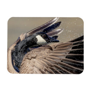 Kanada Gänse Magnet
