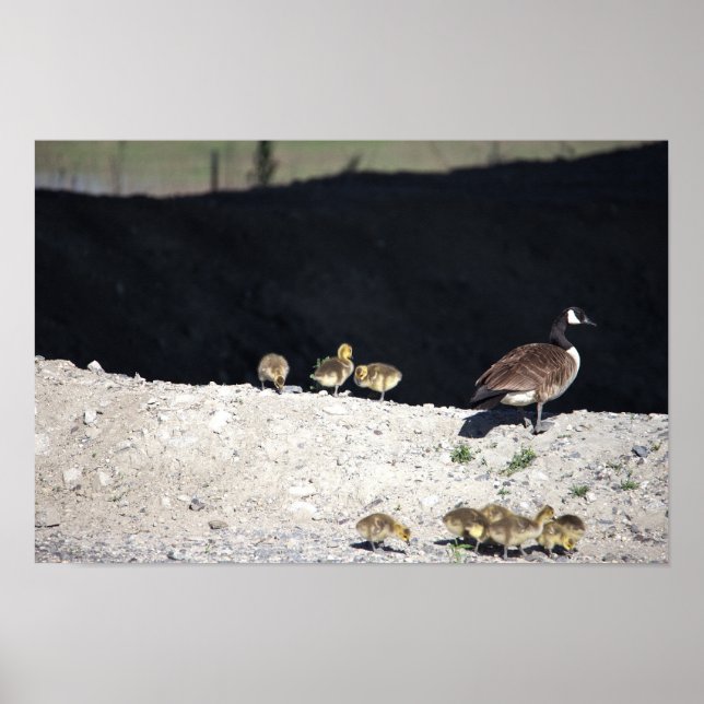 Kanada Gänse mit Babies Poster (Vorne)