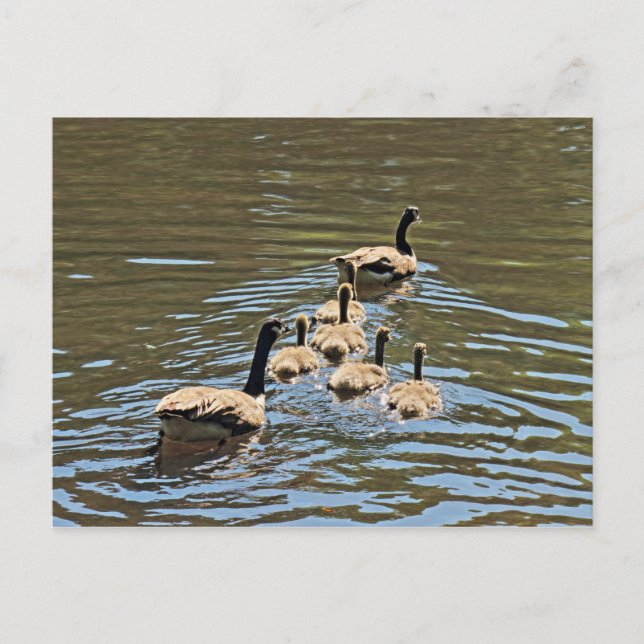 Kanada Gänse mit Goslings Postkarte (Vorderseite)