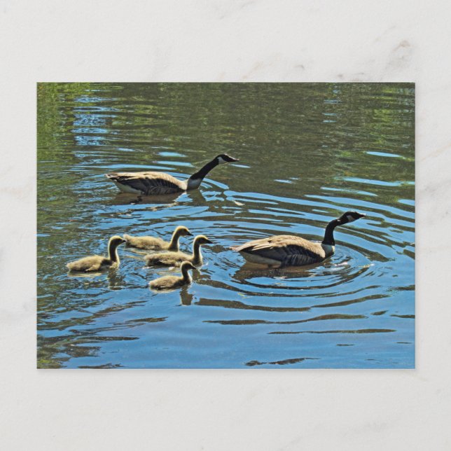 Kanada Gänse mit Goslings Postkarte (Vorderseite)