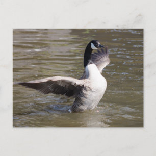 Kanada Gänse Postkarte