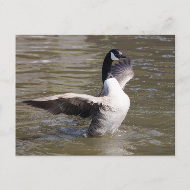 Kanada Gänse Postkarte (Vorderseite)