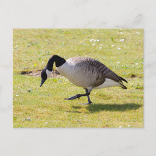 Kanada Gänse Postkarte
