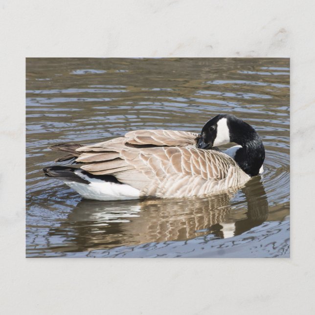 Kanada Gänse Postkarte (Vorderseite)