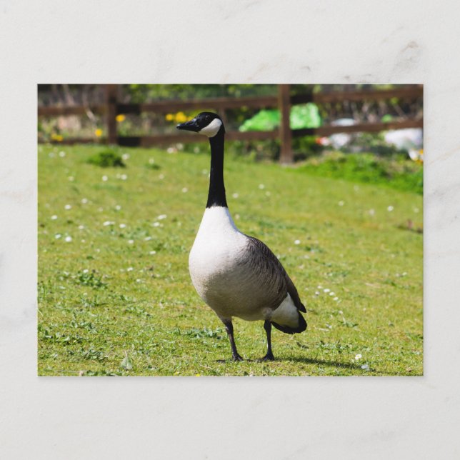 Kanada Gänse Postkarte (Vorderseite)