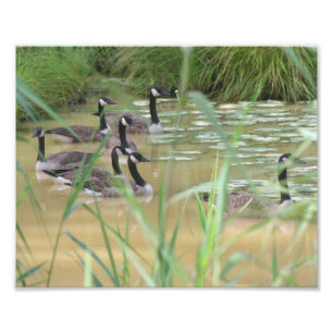 Kanada Gänse Secluded Marsh 10x8 Nature Print Fotodruck