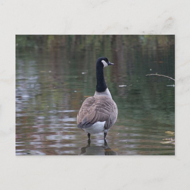 Kanada Gänse stehend auf flachem Wasser Postkarte (Vorderseite)