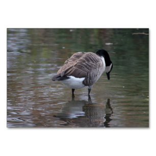 Kanada Gänse Tischnummer