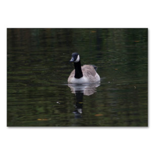 Kanada Gänse Tischnummer