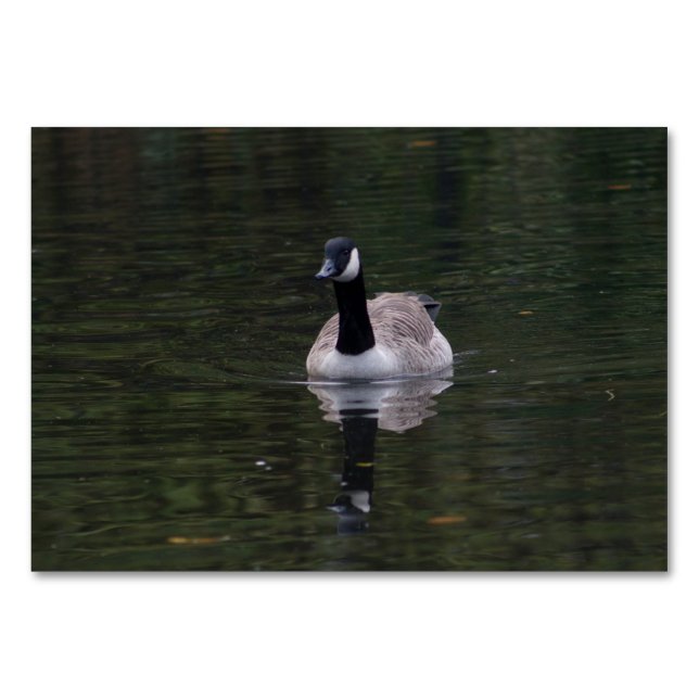 Kanada Gänse Tischnummer (Vorderseite)